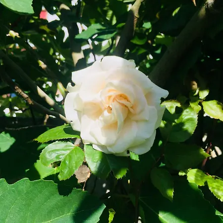 Konukevi Badepensionat Sandloppen 2*